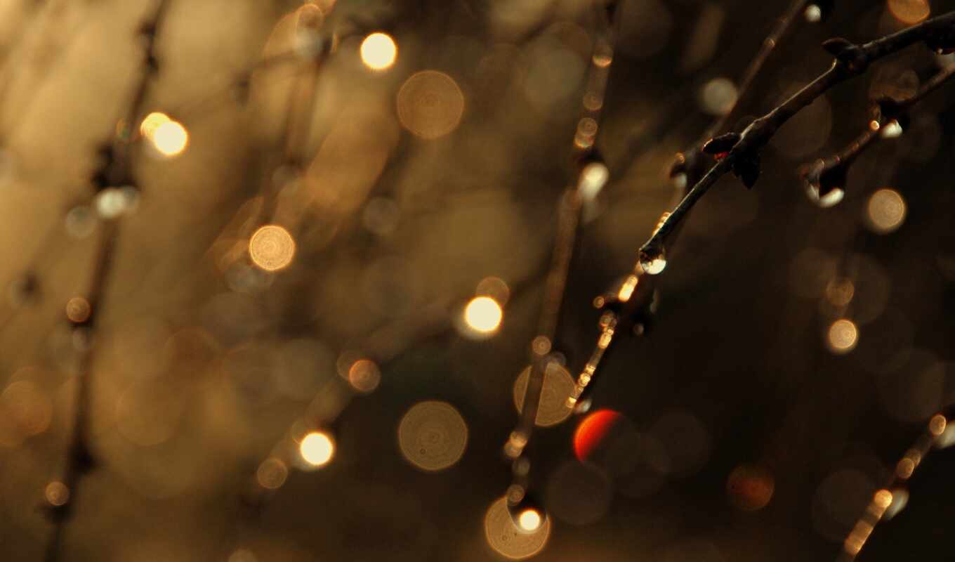 lights, twigs